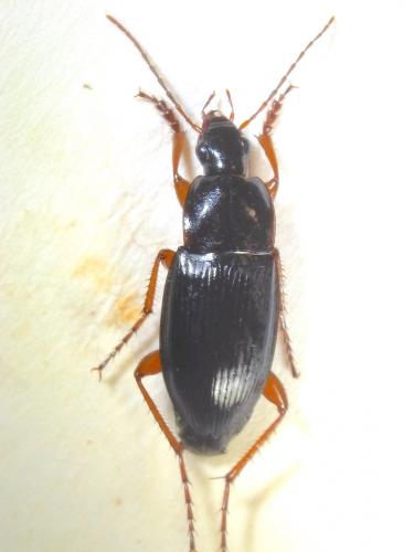 Calathus fuscipes